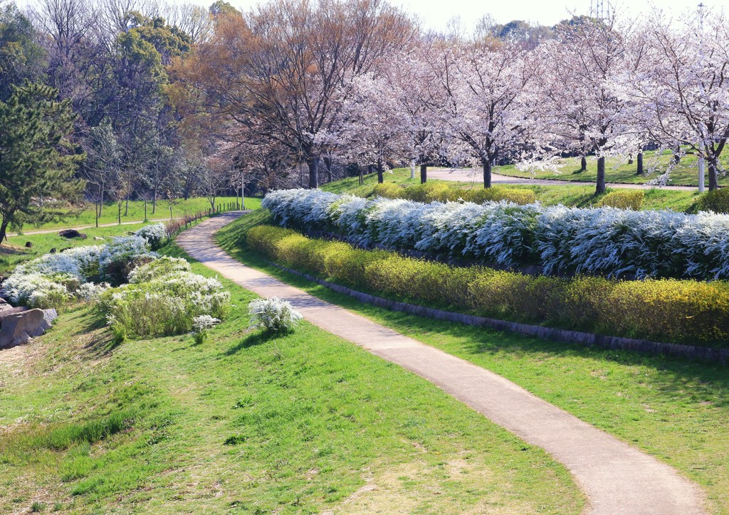 公園のソメイヨシノ咲く＊