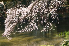 春風に揺らぐ