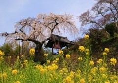 古刹の桜★地蔵禅院の競演★