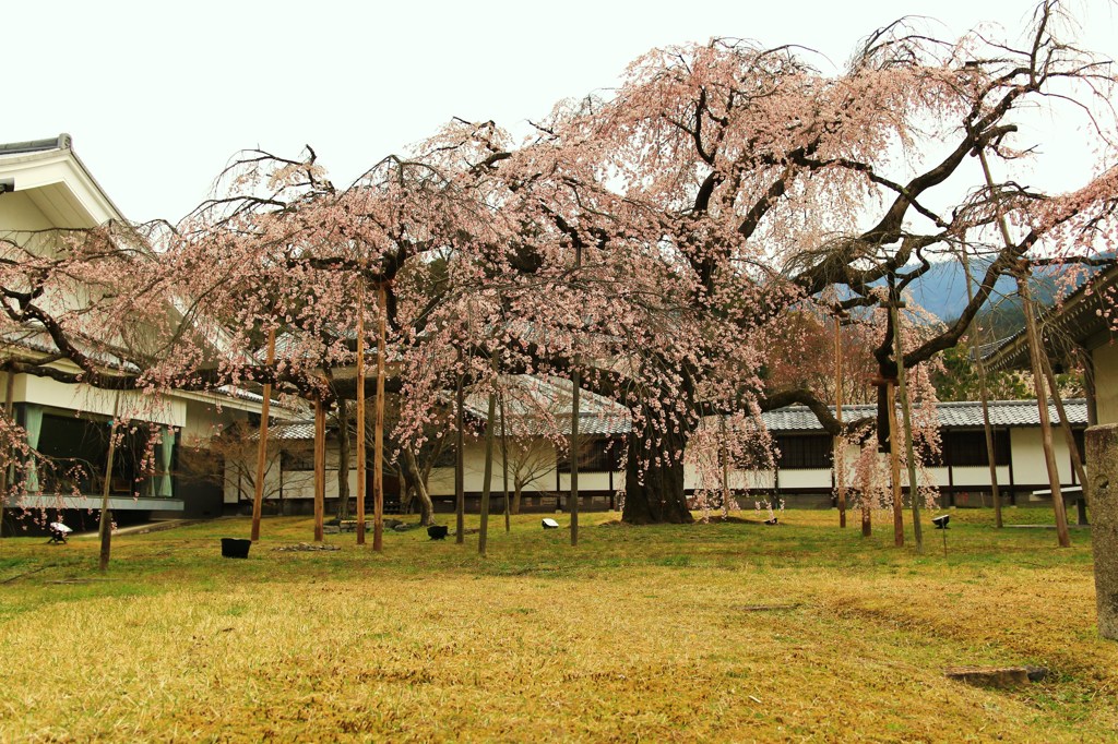 秀吉が愛した桜★醍醐寺・霊宝館のしだれ桜★