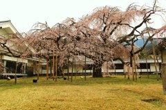 秀吉が愛した桜★醍醐寺・霊宝館のしだれ桜★