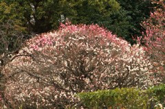 ★紅白に　咲き分け梅の　香しき