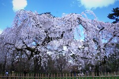 御所の糸桜見事
