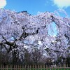 御所の糸桜見事