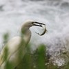 鳥たちの漁場