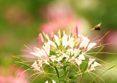 天空の花＊クレオメ