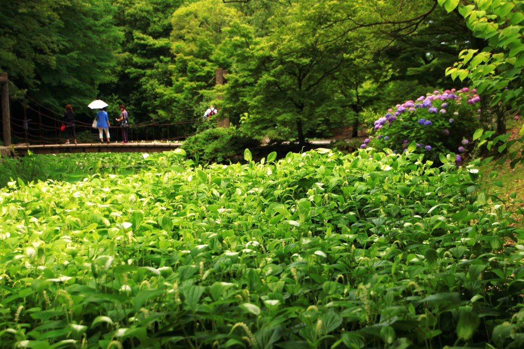 半夏生の群生池