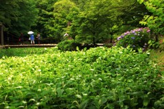 半夏生の群生池