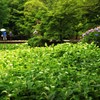半夏生の群生池