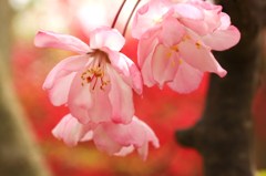 華やかな”ハナカイドウ”