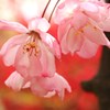華やかな”ハナカイドウ”