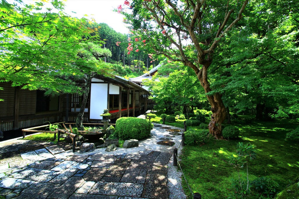 百日紅の古木がある庭