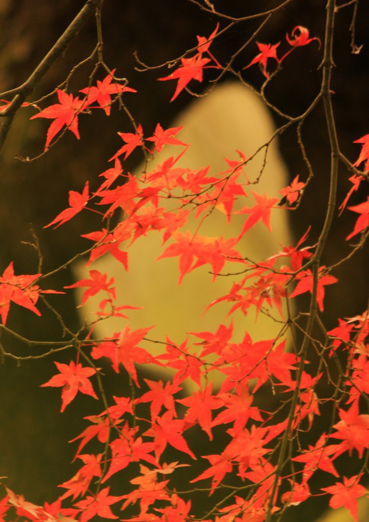 紅降る