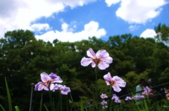 しょうぶ＜蛇の目傘＞①