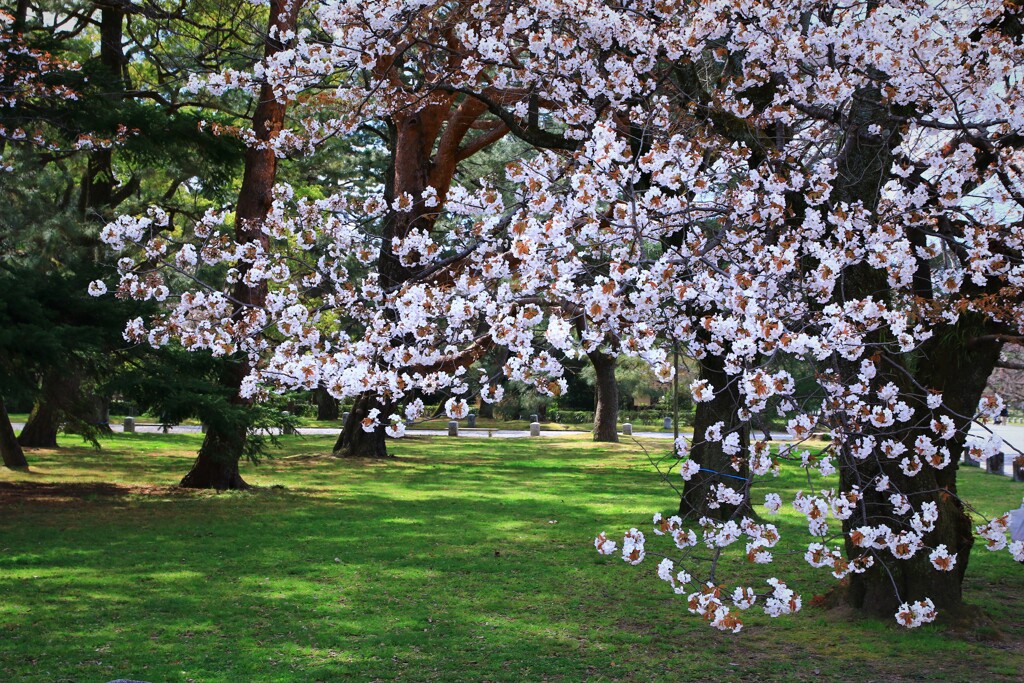 御所の桜見頃