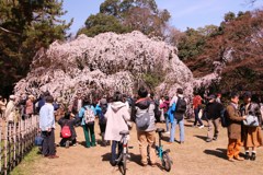 賑わい桜