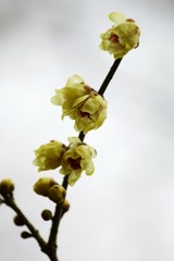 春まだ遠し