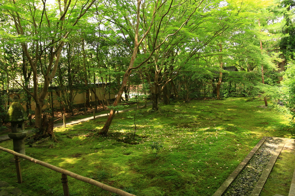 儚き苔庭