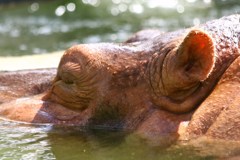 水の中の瞑想
