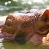 水の中の瞑想