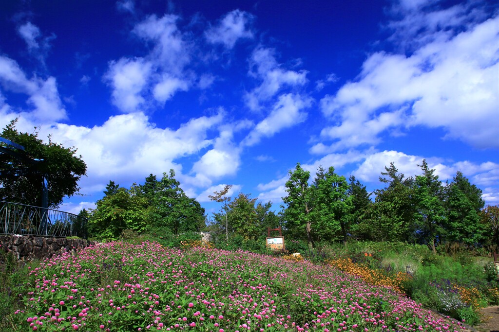 秋空の花壇