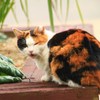 私も紅葉するニャン