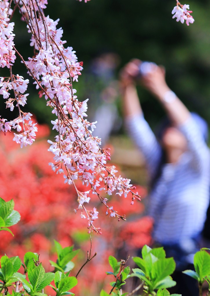 揺れる枝垂れ桜