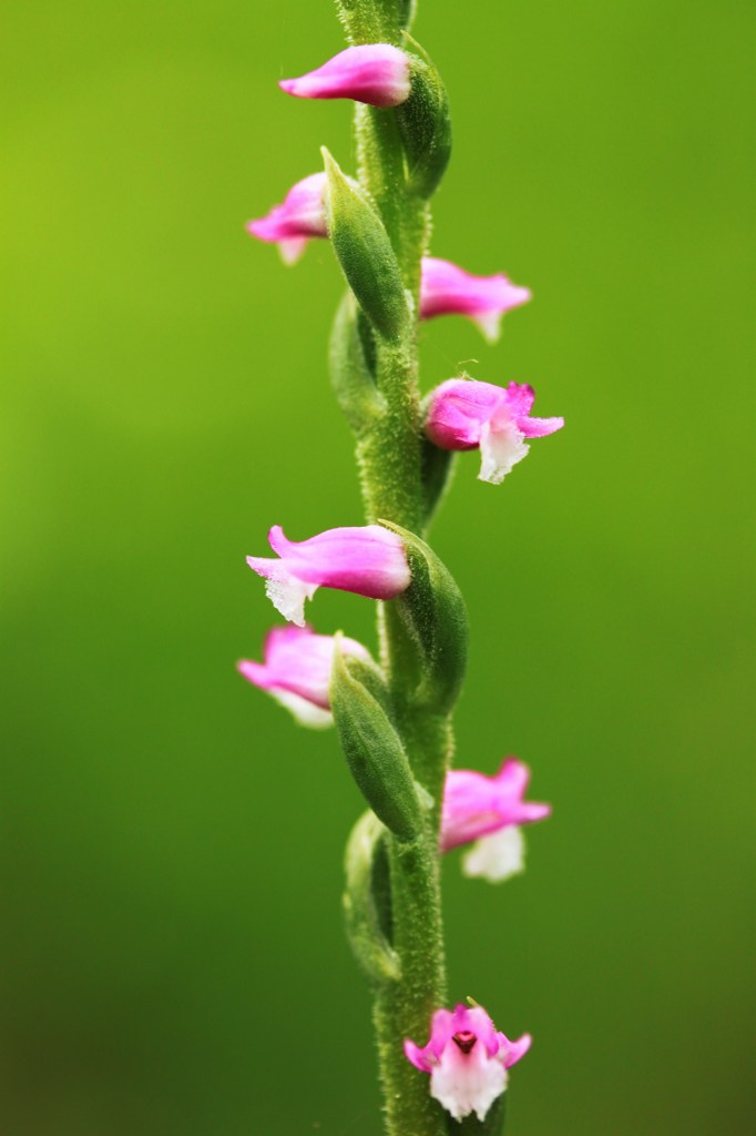 野の花＊ネジバナ＊