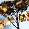 冬の紫陽花