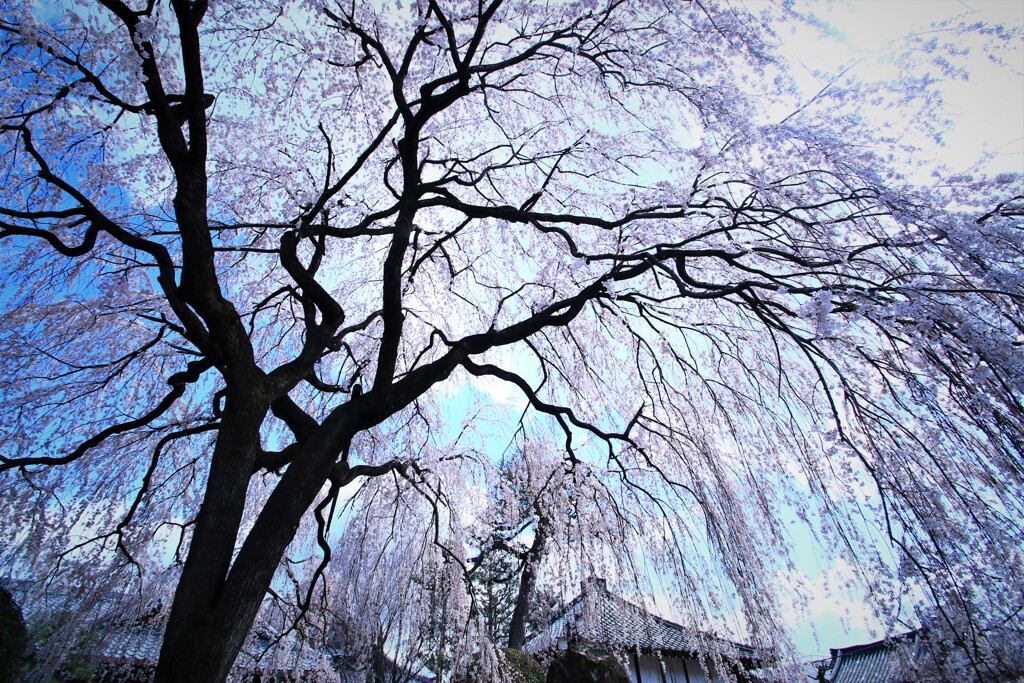 桜しぐれ