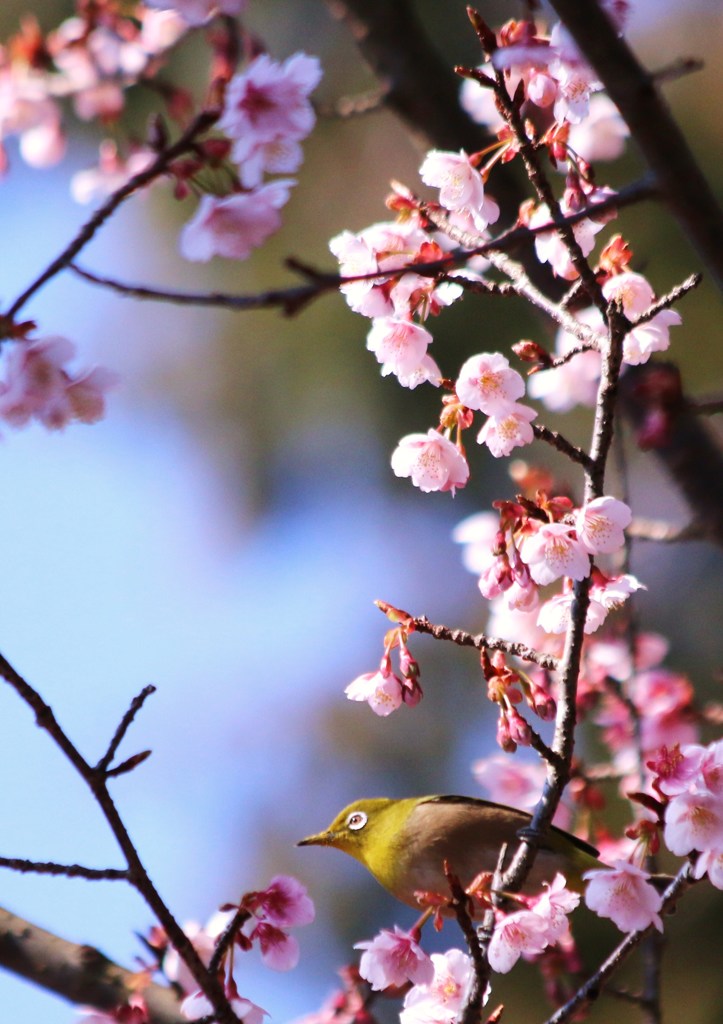 寒桜とメジロ