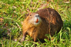 大食漢ヌートリア