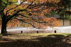 京都御所の秋＃桜葉＃