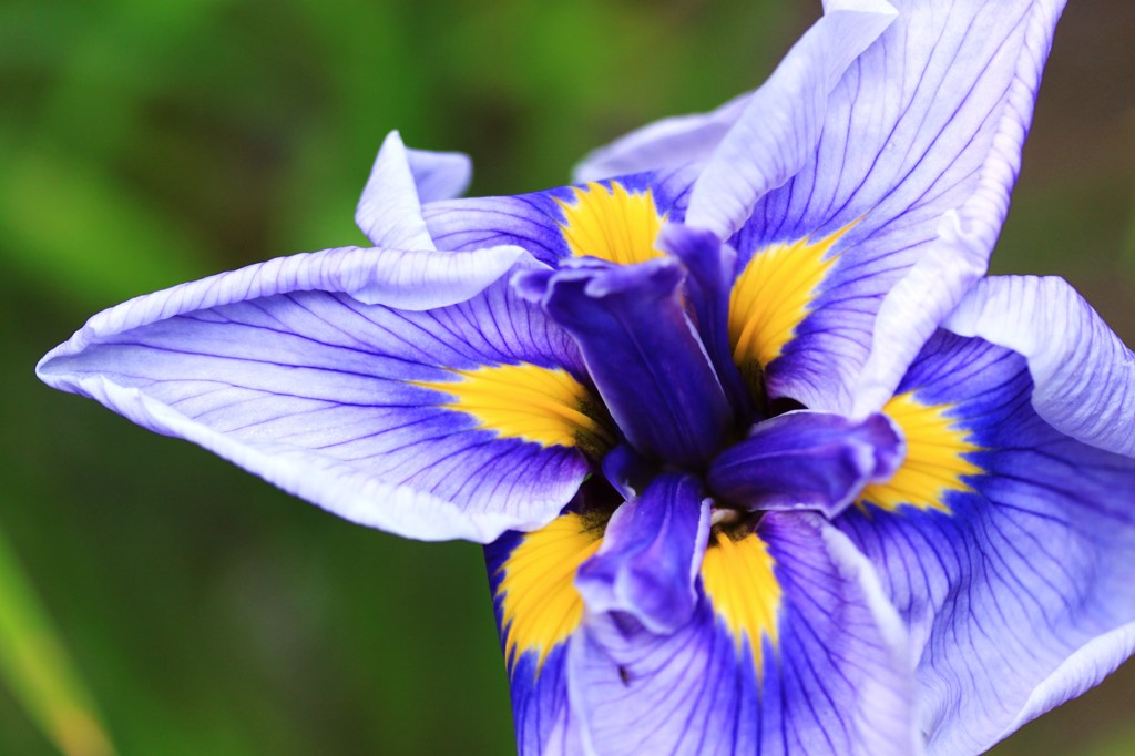 しょうぶ＜蛇の目傘＞③