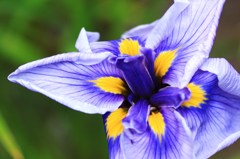 しょうぶ＜蛇の目傘＞③