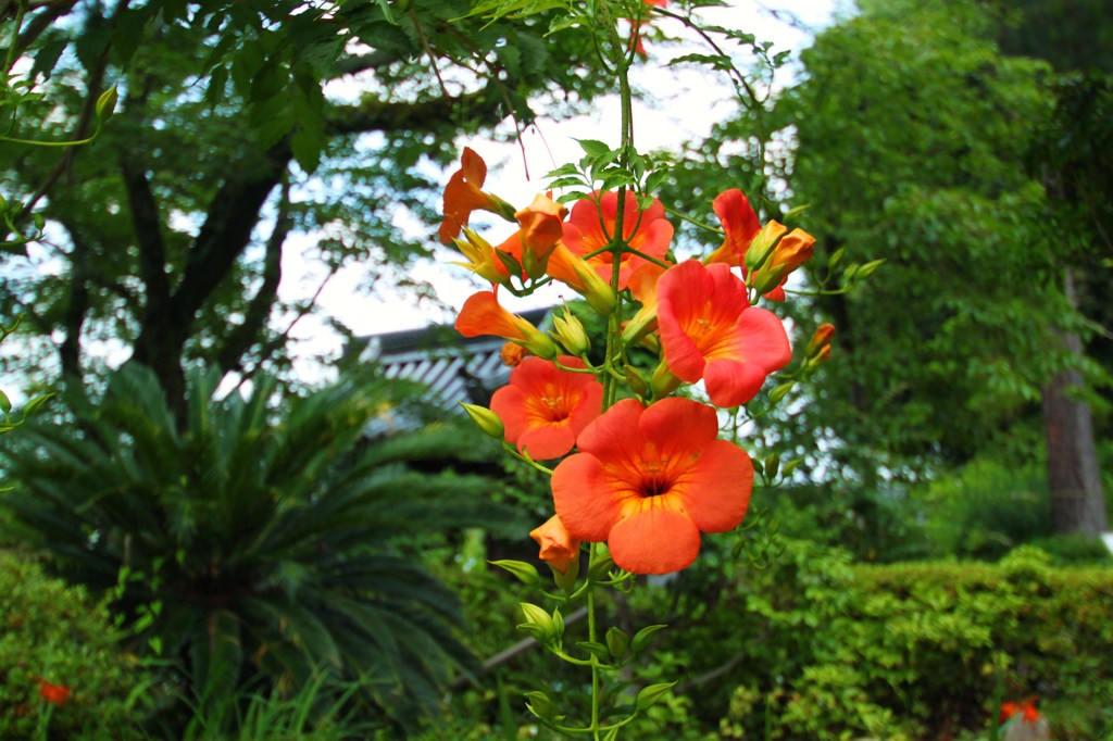 お寺の夏！