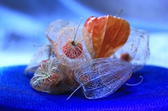 夏の思い出