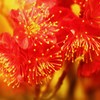 冬の花火