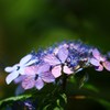梅雨近し