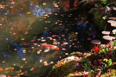 秋色の池