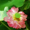 夏の思い出