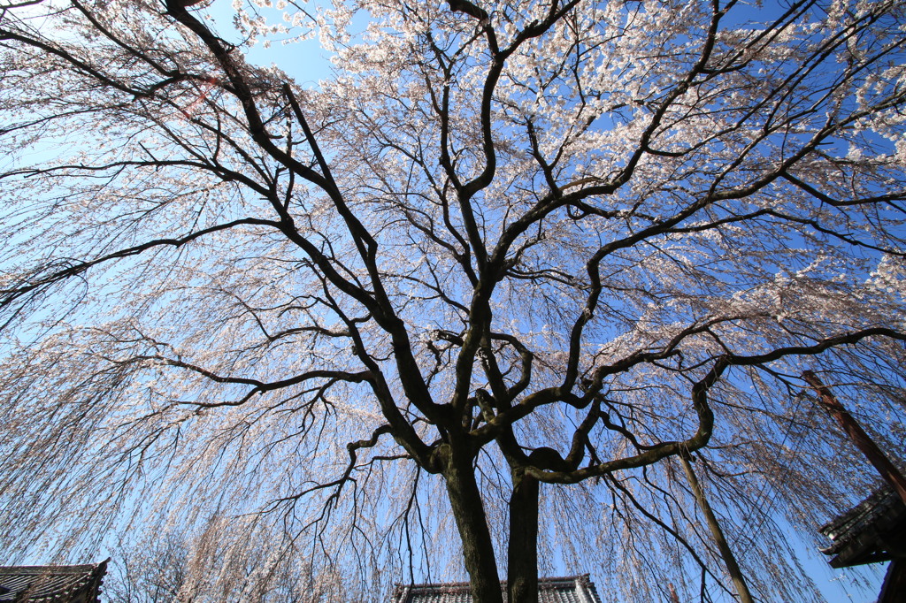 降り注ぐ桜シャワー