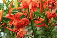 オニユリの水浴び3