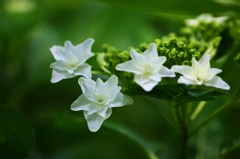 梅雨の花火