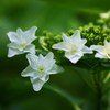 梅雨の花火