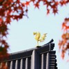 彩られた鳳凰