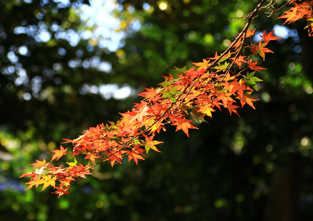 紅葉の尻尾