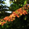 紅葉の尻尾