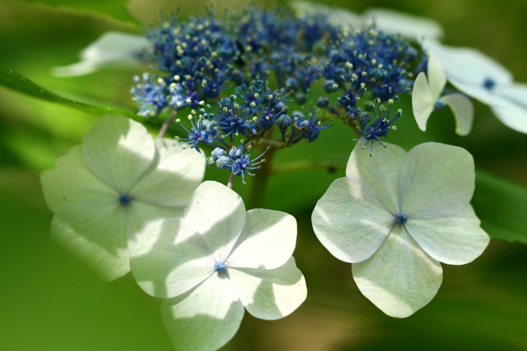 名残り紫陽花