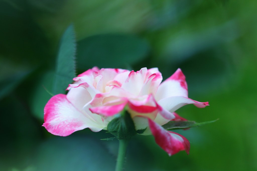 夏薔薇